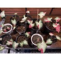 ราคา ชายชล ชายชล ต้นบอนสี (8391640226)