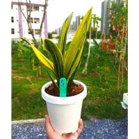 ราคา ต้นลิ้นมังกรโกลเด้นเฟรมในกระถางขาว6นิ้ว ตรงปก(ต้น5) (4696489577)