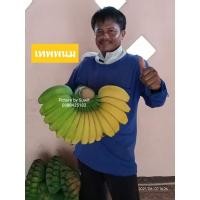 ราคา หน่อพันธุ์กล้วยเทพพนม( ขุดสดให้)(ตัดที่ความยาว50เซนต์)หยุดขายชั่วคราวครับ หน่องอกไม่ทันออเดอร์ลูกค้าครับ (16578298887)