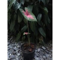 ราคา บอนสี ร่อนทอง #ต้นเล็กน่ารัก #จัดส่งพร้อมกระถาง #ขนาดจริง #Caladium #ไม้มงคล #ไม้ฟอกอากาศ #ต้นไม้จิ๋ว ต้นไม้มงคล (10717455723)