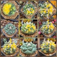 ราคา แอสโตรด่าง Astrophytum (42004531142)