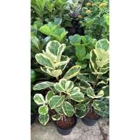 ราคา #ไทรใบสักด่าง (Ficus Lyrata Variegated) พันธุ์นี้จะมีรูปทรงที่คลาสสิกและมีความแปลกใหม่เป็นพิเศษ ฟร์อม2-3กิ่ง (40516195468)