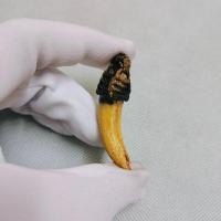 ราคา เขี้ยวหมูตัน ถักเชือก ยาว๒นิ้ว คุณวิเศษยอดเยี่ยมรอบด้านให้ผลทางอำนาจป้องกันสรรพอันตรายจากเขี้ยวงาของสัตว (22842480763)