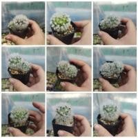 ราคา แมมขนแกะ ไม้เมล็ด Mammillaria bocasana (28453503859)
