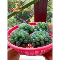 ราคา ฮาโวเทีย หยดน้ำ Haworthia ไม้อวบน้ำ (9321605050)