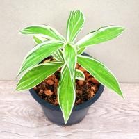 ราคา ต้นเอื้องหมายนาด่าง เอื้องหมายนา (12312872775)