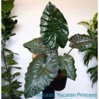 ราคา อโลคาเซีย ยูคาตัน ปริ๊นเซส (Alocasia Yucatan Princess) (18470065804)