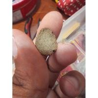 ราคา พระปิดตาเนื้อผงว่าน หลังยันต์ ไม่ทราบที่ ศิลปะเข้มขลัง สวยๆ รับประกันแท้ (28009199680)