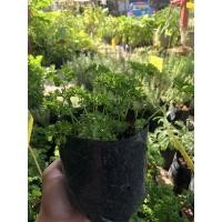 ราคา ltalian Parsley ต้นอิตาเลี่ยนพาร์สลี่ย์ #สมุนไพรฝรั่ง#กลิ่นหอม#เครื่องเทศ#พาร์สลี่ย์ (7759216491)