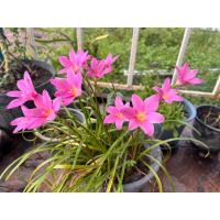 ราคา บัวดิน โรเซีย (บัวดินสีชมพู) (22973278502)