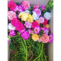 ราคา แพรเซี่ยงไฮ้ ดอกแพรเซี่ยงไฮ้ แพรเซี่ยงไฮ้ ชุด 22 สี 1 กิโล (12010067361)