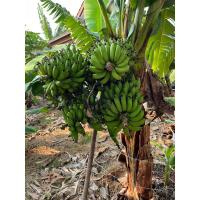 ราคา กล้วยมาฮอย กล้วยหอมแฝด(หน่อแฝด) (19089038322)