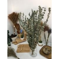 ราคา ยูคาลิปตัส ใบยูคาลิปตัสแห้ง ใบไม้แห้ง ดอกไม้แห้ง พร้อมส่ง ราคาเริ่มต้นกำละ65 บาท (24997505088)