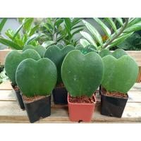 ราคา ต้นโฮย่าหัวใจทศกัณฑ์ (9440242831)