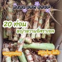 ราคา ท่อนพันธุ์ หญ้าหวานอิสราเอล 20 ท่อน (18925268188)