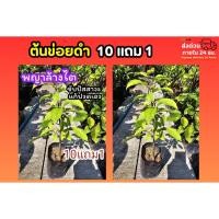 ราคา ต้นข่อยดำ​ ปลูกธรรมชาติ ปลอดสาร พันธุ์ไม้ พญาล้างไต​ ต้นไม้สมุนไพรไทย​ ตำรับยาไทย​ ดิน​ ปุ๋ย​ กระถาง​ แผนไทย ต้นข่อย (51055781028)