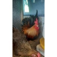 ราคา ไข่ไก่แจ้ลุ้นเชื้อสีป่าเหลือง 1ชุด5ฟอง เก็บใหม่ทุกวัน (25023759227)