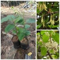 ราคา พยอม ต้นพะยอม ไม้มงคล ไม้หอม ต้นกล้าพะยอม ขนาด 25-35 เชนติเมตร (22155827755)