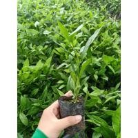 ราคา ต้นกันเกรา / ต้นมันปลา (9558638926)