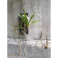 ราคา เขี้ยวเสือลาย (8282248532)