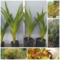 ราคา ว่านหางช้าง ว่านเพชรหึง กล้วยไม้ยักษ์ภาคใต้ กล้วยไม้ใหญ่ที่สุดในโลก (9272115890)