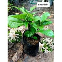 ราคา ต้นพุดแอฟริกา พุดแอฟริกา พุดมรกต (25285798227)