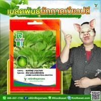 ราคา พันธุ์ผัก ผักกาด เขียวปลี หยกทิพย์ SL ซีดไลน์ ลำต้นใหญ่ ปลูกง่าย เหมาะทำ ผักกาดดอง 3 ซอง คูลเกษตร KN03 (43677726183)
