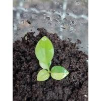 ราคา ก้านส้ม baby Philodendron Billitiae variegated (21929410889)