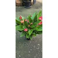 ราคา ต้นหน้าวัวแคระ หน้าวัวดอกเล็ก (43163908186)