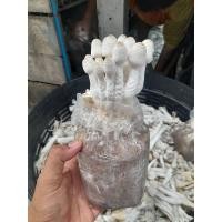 ราคา ก้อนเชื้อเห็ดโคนน้อย 10 ก้อนพร้อมคู่มือการเพาะ (25200590398)