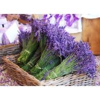 ราคา COD เมล็ดพันธุ์ ดอกไม้ ลาเวนเดอร์อังกฤษ (English Lavender) จำนวน 80 เมล็ด ราคา 59 บาท เมล็ดพันธุ์ คุณภาพดี จัดส่งรวดเร็ว (12731835619)