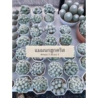 ราคา แมมนกฮูก แมนกฮูกคริส (15496771635)