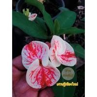 ราคา ต้นโป๊ยเซียนเศรษฐีเชียงใหม่(โป๊ยเซียนสวนรวมพันธ์ุ) (7854936064)