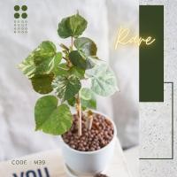 ราคา ต้นโพธิ์มงคล 7 สี พร้อมกระถางเซรามิคสีขาว minimal (10419902420)