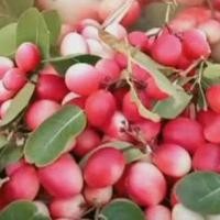 ราคา เมล็ดมะม่วงหาว มะนาวโห่(20เมล็ด) (22574777516)