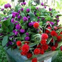 ราคา ซื้อ 5 แถม 5 ฟรี！บานไม่รู้โรย100 เมล็ด มีแบบคละสีและแยกสี คุ้มมากเมล็ดบานไม่รู้โรยสีบานเย็น (ม่วง)ดอกดก สีแจ่ม (43117758454)