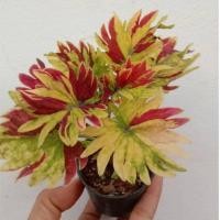 ราคา ต้นฤาษีผสมขนาดกระถาง3นิ้ว (29980046883)