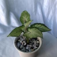 ราคา ต้นออมเงินออมทอง (Albo - virens ) 3” (8373330805)