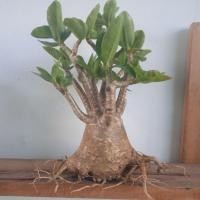 ราคา ชวนชมราชินีพันดอกใบด่าง (17725254878)