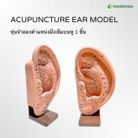 ราคา หุ่นจำลองตำแหน่งฝังเข็มบนใบหู จำนวน 1 ข้าง แสดงตำแหน่งจุดฝังเข็ม Auricular Acupoints Model By Fangkhem (24567908759)