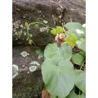 ราคา ต้นผักสาบหรือผักอีนูน (7459204166)