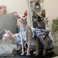 ราคา เสื้อผ้าแมว ไร้ขน ฤดูร้อน บาง สไตล์สลิง สี่ขา ป้องกันหน้าท้อง ยืดหยุ่น นุ่ม ระบายอากาศ สฟิงซ์ เยอรมัน เสื้อผ้าแมว (24975627295)