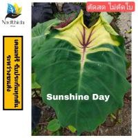 ราคา colocasia Sunshine day ตัดสดไม่ตัดใบ โคโลคาเซีย ซันชายเดย์ (21864816348)