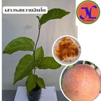 ราคา ต้นเสาวรสหวานอินโดผลรสชาติหวานไม่ติดเปรี้ยว (28457978851)