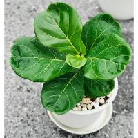 ราคา ต้นไทรใบสัก(ใบใหญ่เพาะเมล็ด) #ต้นไทรใบสัก #ไทรใบสัก #ต้นไม้ฟอกอากาศ #ต้นไม้ฟอกอากาศในห้องนอน (4956268201)