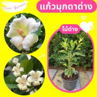 ราคา ต้นแก้วมุกดาด่าง กระถาง 11 นิ้ว (9933369210)