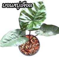 ราคา บอนสบู่เลือด ว่านสบู่เลือด หรือ ว่านพญาลิงดำ (พร้อมกระถาง 5"นิ้ว) (42168779711)
