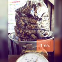 ราคา [พร้อมส่ง!!] ฝักส้มป่อยแห้ง สมุนไพรสารพัดประโยชน์ ใช้ในงานพิธีต่างๆ (1899771046)