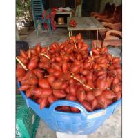 ราคา สละสุมาลี..สละอินโด. (21746863201)