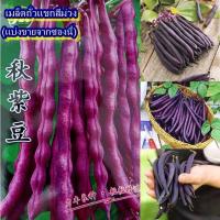 ราคา 10 เมล็ด เมล็ดถั่วแขกสีม่วง (ปลูกง่าย พันธุ์เลื้อย ออกผลดก ฝักสีม่วง รสชาติหวานกรอบอร่อย แตกกิ่งดี ให้ผลฝัก 4-6 ฝัก/ช่อ) (44405695247)